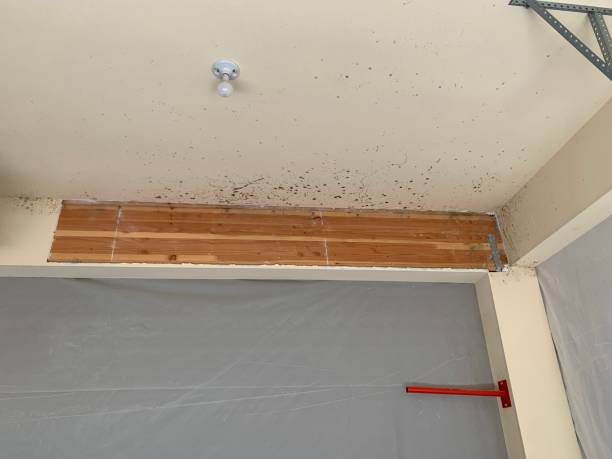 Best Basement Mold Removal  in Lima, PA