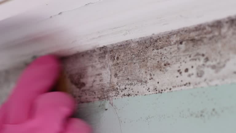 Best Black Mold Removal  in Lima, PA